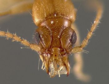 Media type: image;   Entomology 22020 Aspect: head dorsal view